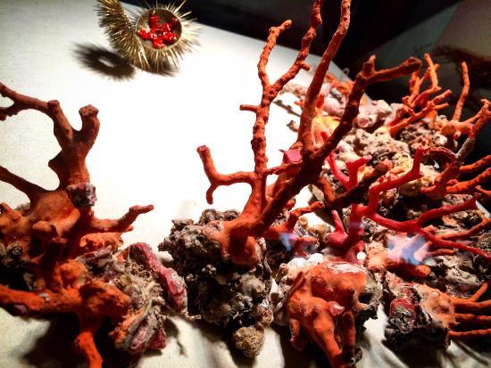 Coral Museum